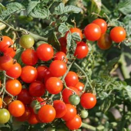 tomates cerises bio