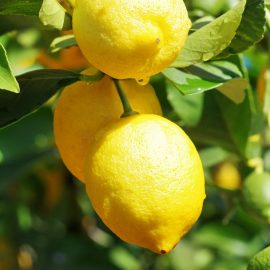 Citrons jaunes Bio Italie