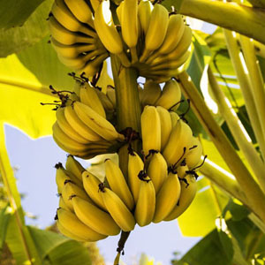 19595402 - a bunch of bananas on the tree square composition