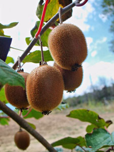 10845135 - branch with a group of hanging kiwifruit