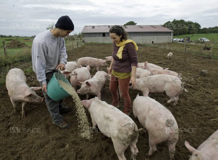 charles-et-lauriane-elevent-et-transforment-une-centaine-de-cochons-par-an